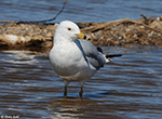 Ring-billed Gull 22 - Larus delawarensis