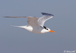 Royal Tern - Sterna maxima