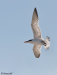 Royal Tern - Sterna maxima