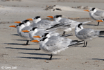 Royal Tern - Sterna maxima