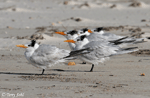 Royal Tern - Sterna maxima