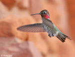 Anna's Hummingbird - Calypte anna