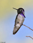 Costa's Hummingbird - Calypte costae