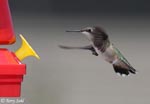 Ruby-throated Hummingbird 16 - Archilochus colubris