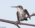 Ruby-throated Hummingbird 19 - Archilochus colubris