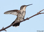 Ruby-throated Hummingbird 20 - Archilochus colubris