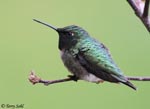 Ruby-throated Hummingbird 30 - Archilochus colubris
