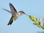 Ruby-throated Hummingbird 31 - Archilochus colubris
