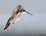 Ruby-throated Hummingbird 33 - Archilochus colubris