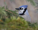 Blue Jay 4 - Cyanocitta cristata