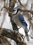 Blue Jay 5- Cyanocitta cristata