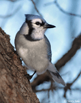 Blue Jay - Cyanocitta cristata