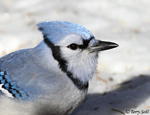 Blue Jay 7 - Cyanocitta cristata