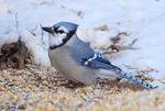 Blue Jay 8 - Cyanocitta cristata