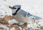Blue Jay 9 - Cyanocitta cristata