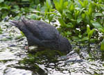 American Dipper - Cinclus mexicanus