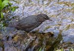 American Dipper - Cinclus mexicanus