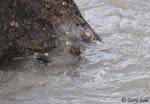 American Dipper - Cinclus mexicanus