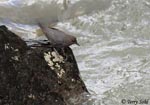 American Dipper - Cinclus mexicanus