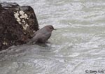 American Dipper - Cinclus mexicanus