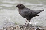 American Dipper - Cinclus mexicanus