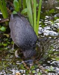 American Dipper - Cinclus mexicanus