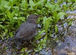 American Dipper - Cinclus mexicanus