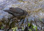 American Dipper - Cinclus mexicanus
