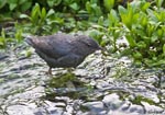 American Dipper - Cinclus mexicanus