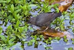 American Dipper - Cinclus mexicanus