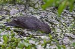 American Dipper - Cinclus mexicanus