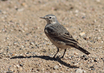 American Pipit 18 - Anthus rubescens