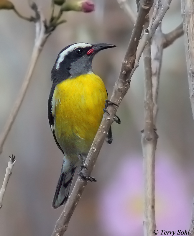 Bananaquit - Coereba flaveola