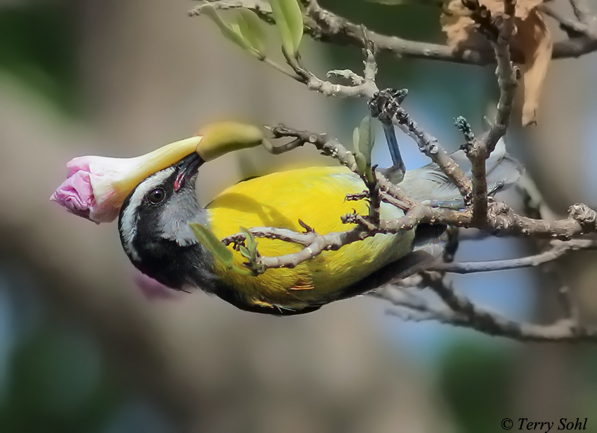 Bananaquit - Coereba flaveola