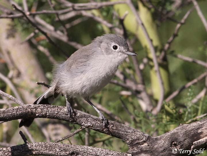Black-tailed Gnatcatcher - Polioptila melanura 