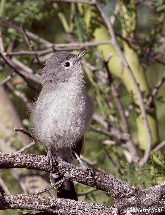Black-tailed Gnatcatcher - Polioptila melanura