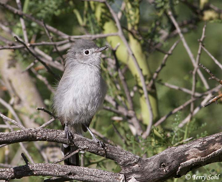 Black-tailed Gnatcatcher