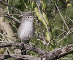 Black-tailed Gnatcatcher - Polioptila melanura