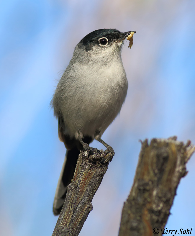 Black-tailed Gnatcatcher - Polioptila melanura