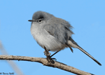 Black-tailed Gnatcatcher - Polioptila melanura  