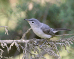 Blue-gray Gnatcatcher 1 - Polioptila caerulea