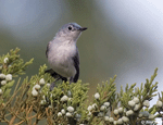 Blue-gray Gnatcatcher 8 - Polioptila caerulea