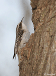 Brown Creeper - Certhia americana