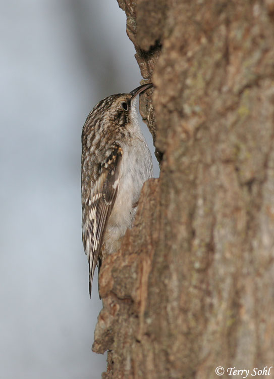 Brown Creeper - Certhia americana