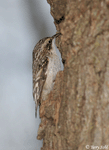 Brown Creeper - Certhia americana