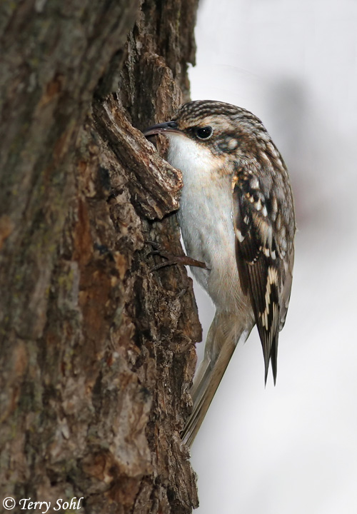 Brown Creeper - Certhia americana