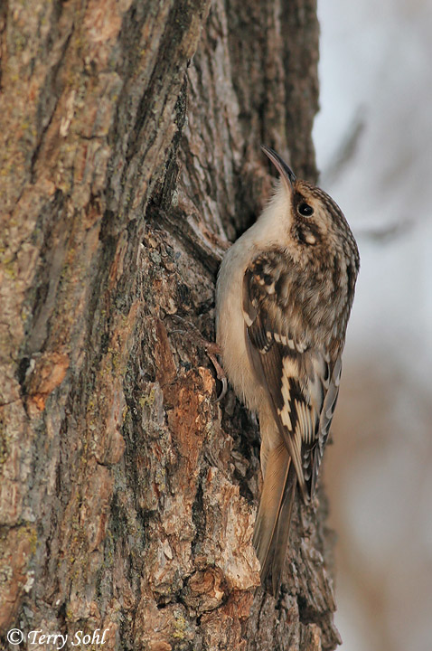 Brown Creeper - Certhia americana