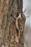 Brown Creeper - Certhia americana