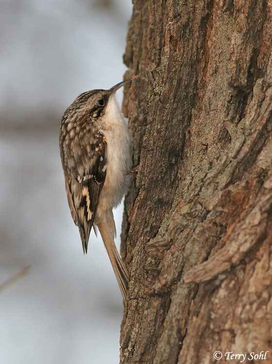 Brown Creeper - Certhia americana