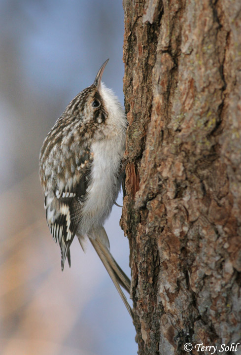 Brown Creeper - Certhia americana